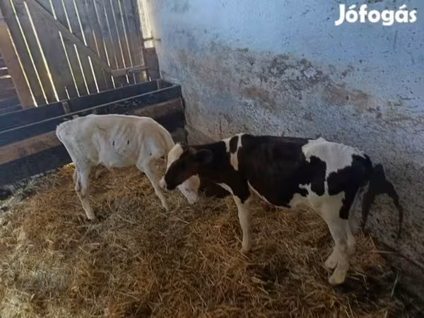 公牛, Russian Black pied cattle