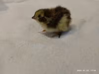 Quails — foto 1