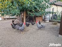 Chickens — الصورة 7