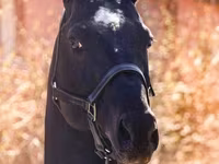 Koń, Thoroughbred horse — zdjęcie 5