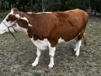 雌牛, Simmental cattle — 写真 2