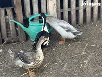 Ducks — 照片 1
