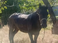 Pastuv, French Trotter — fotografija 2
