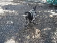 Chickens — zdjęcie 5