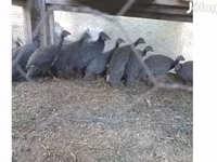 Guinea fowl — الصورة 3