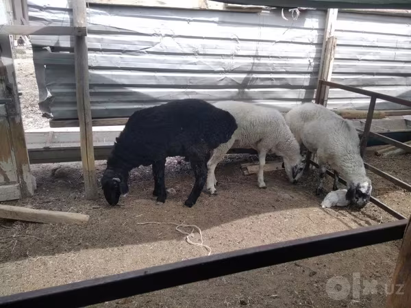 Bélier, Moutons