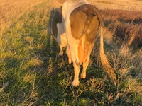 雌牛, Simmental cattle — 写真 2