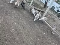 Turkeys — fotografija 6