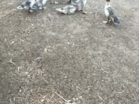 Ducks — fotografija 1