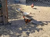 Bantam japonesa — foto 2