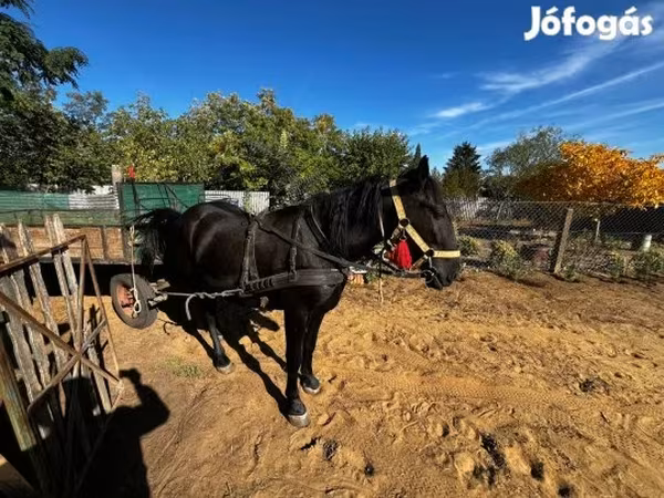 母马, Horses
