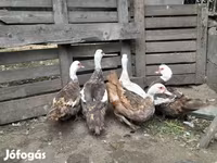 Ducks — photo 2
