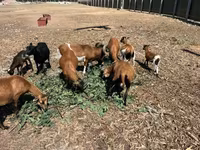 雄羊, Cameroon sheep — 写真 8