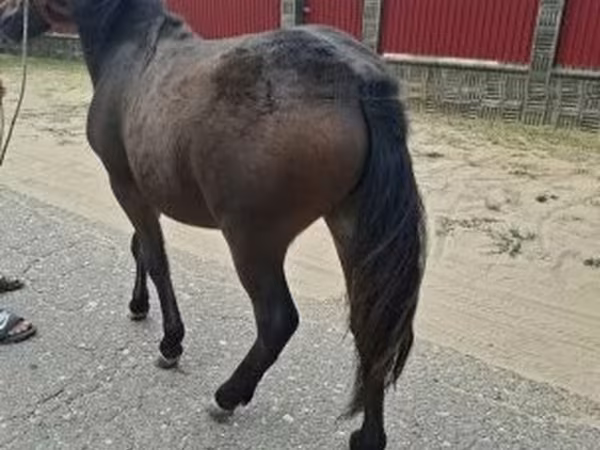 Cavalo, Cavalos — Hungria