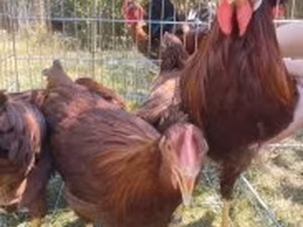 Chickens