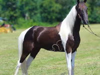 Pastuv, Tennessee Walking Horse — fotografija 2