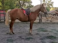 Kobyła, Haflinger — zdjęcie 4