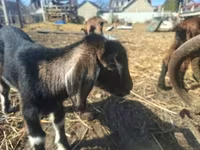 बकरी, Alpine goat — फ़ोटो 3