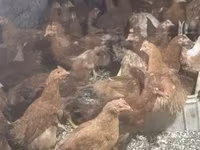 Chickens — Foto 4