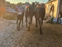 Koń, Lipizzaner — zdjęcie 3