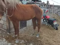 馬（ロット、性別未指定）, Kazakh horse — 写真 2
