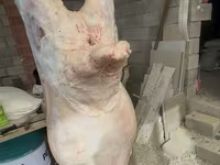 Widder, Merino sheep — Foto 1