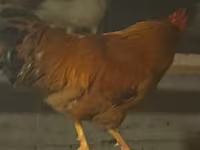 Chickens — zdjęcie 2