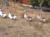 Geese — Foto 4