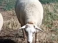 Oveja, Ovejas — foto 1