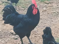 Australorp — fotografija 1