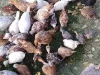 Chickens — Foto 6