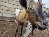 Koza, Saanen goat — fotografija 4