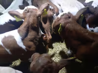 Bik, Simmental cattle — fotografija 2