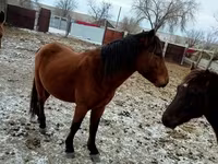 At, Kazakh horse — foto 1