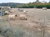 Ovan, Scottish Blackface sheep — fotografija 1