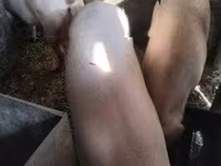 Knur, Świnie — zdjęcie 1