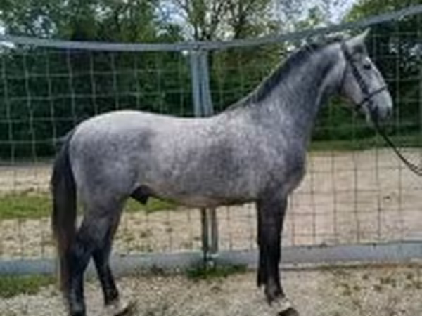 حصان, Lipizzaner
