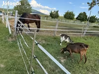 母山羊, Goats — 照片 1
