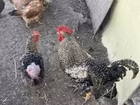 Chickens — fotografija 1