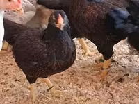 Chickens — fotografija 4