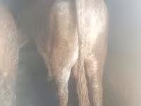 Bull, Auliyeatinskaya breed — photo 2
