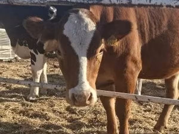 Kuh, Limousin-Kuh