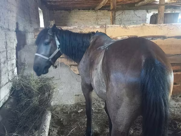 Cavalo, Cavalos