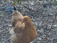 Chickens — Foto 3