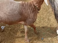 Ram, Katum sheep — photo 4