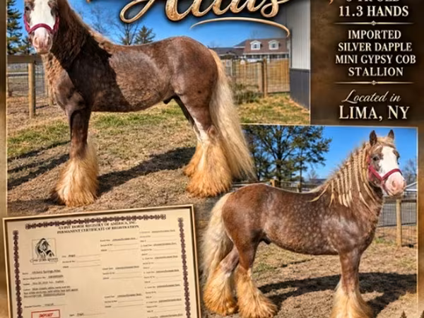 Pastuv, Gypsy horse