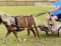 Pastuv, Miniature horse — fotografija 7