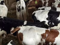 Goveda (partija, pol nije naveden), Simmental cattle — fotografija 2