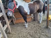 Yegua, Caballos — foto 4