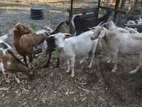 عنزة, Nubian Goat — الصورة 5